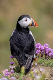 14-Puffin-by-Helen-Vaughan