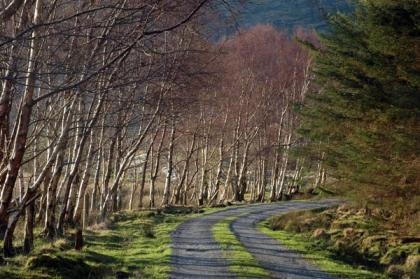 Kerry-Country-Road