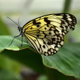 Yellow-Square-Butterfly